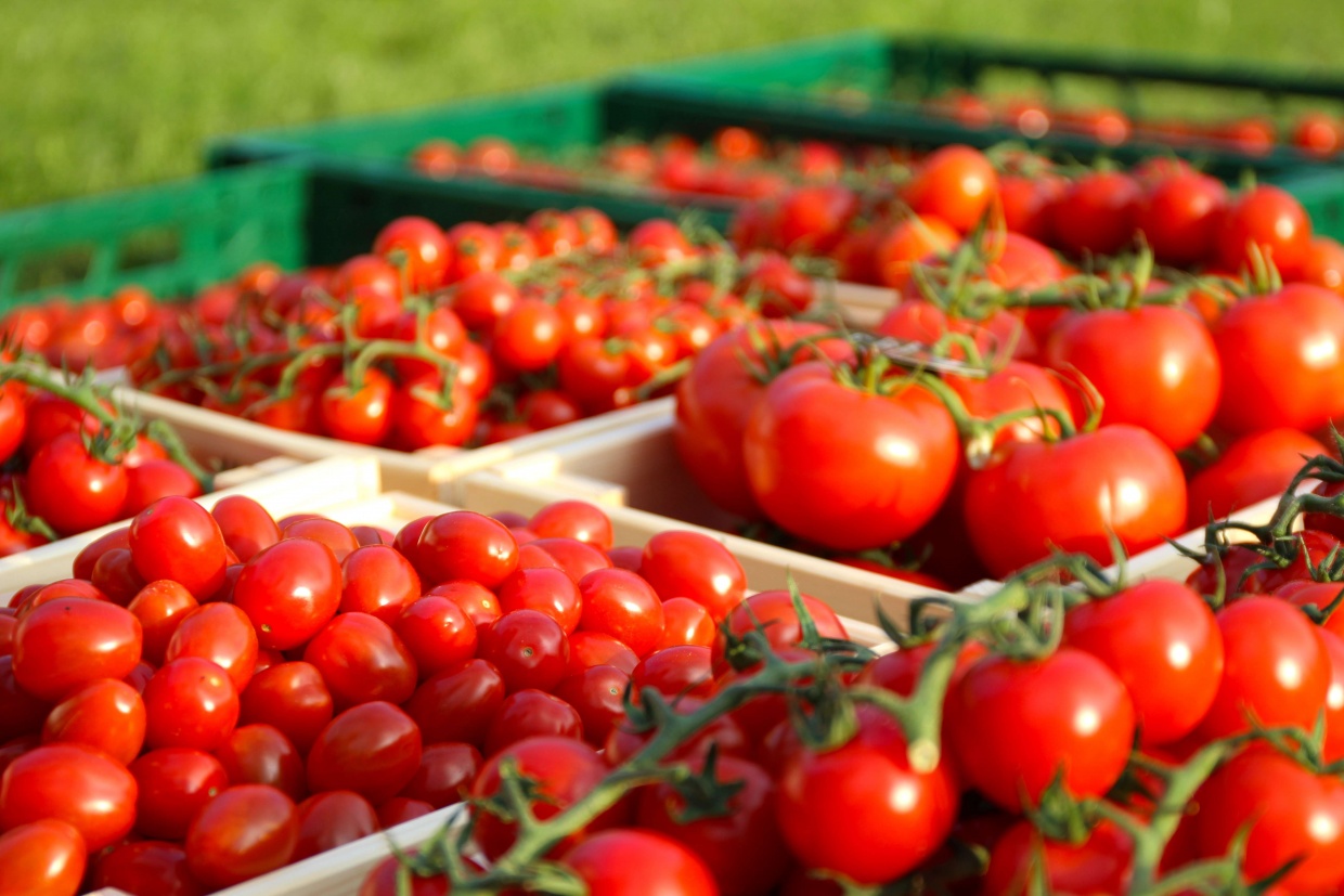 Čerstvé paradajky od slovenských farmárov aj v zime