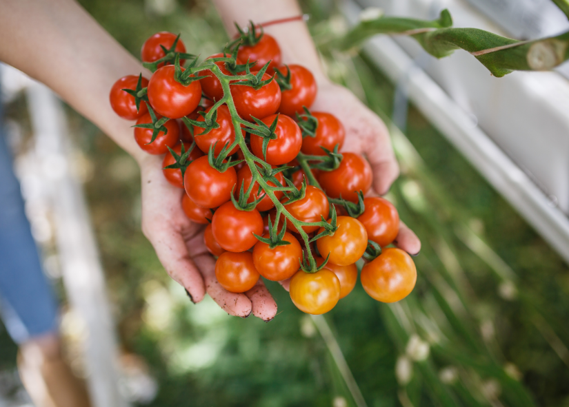 Ako a kde sa pestuje slovenská zelenina? Moderné technológie, špičkové osivá a farmári, ktorí myslia na budúcnosť