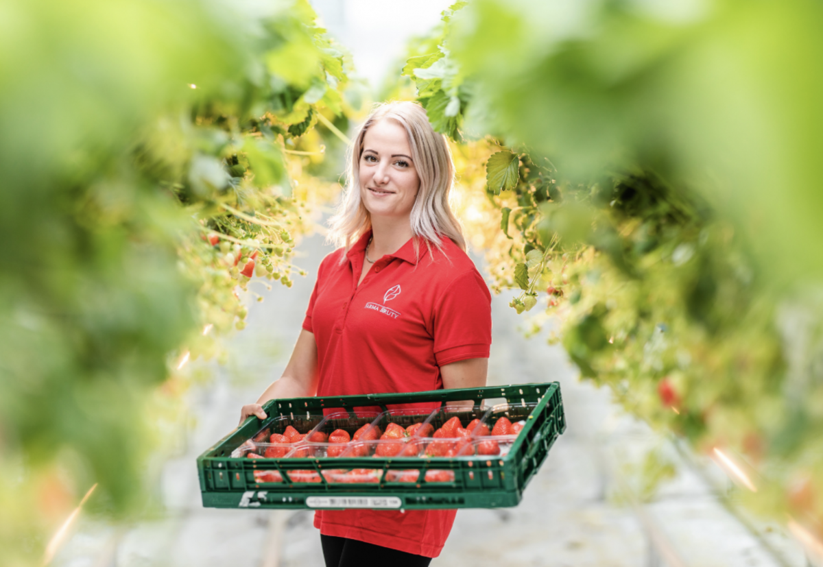 Slovenskí farmári pestujú výnimočné jahody: majú viac vitamínu C ako citrón či pomaranč