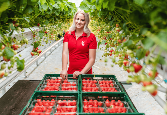Od sadenice k marcovej úrode: Tajomstvo skorých jahôd zo skleníka