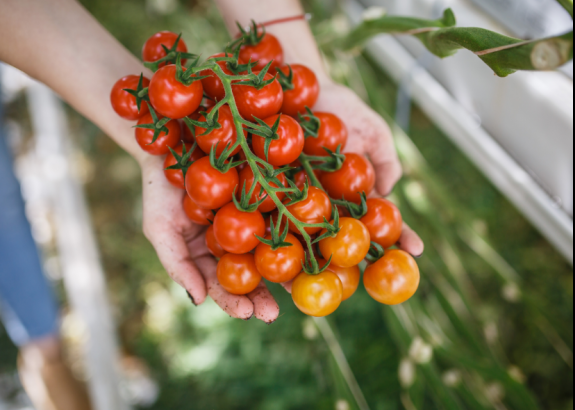Ako a kde sa pestuje slovenská zelenina? Moderné technológie, špičkové osivá a farmári, ktorí myslia na budúcnosť