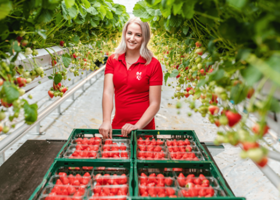 Od sadenice k marcovej úrode: Tajomstvo skorých jahôd zo skleníka