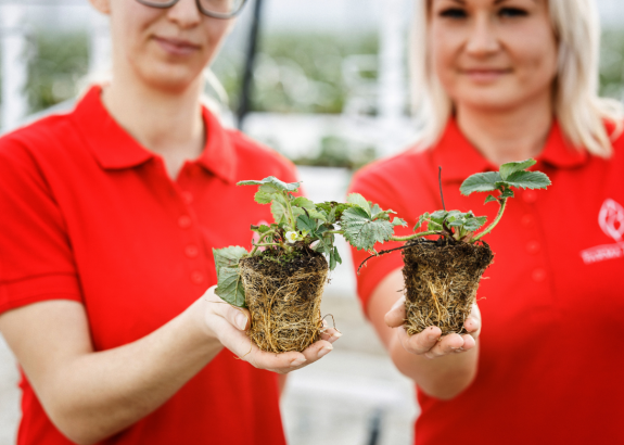 Jedinečná metóda umožnila farmárom zasadiť jahody v januári