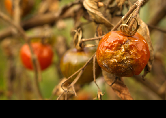 Ako sa zbaviť škodcov na paradajkách prirodzenou cestou