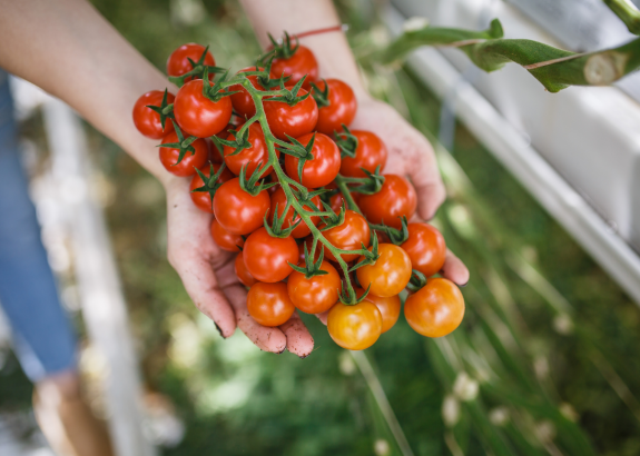 Prečo sú slovenské paradajky drahšie ako tie zahraničné?