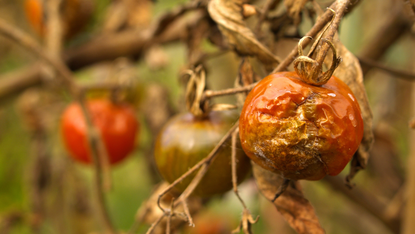 Ako sa zbaviť škodcov na paradajkách prirodzenou cestou