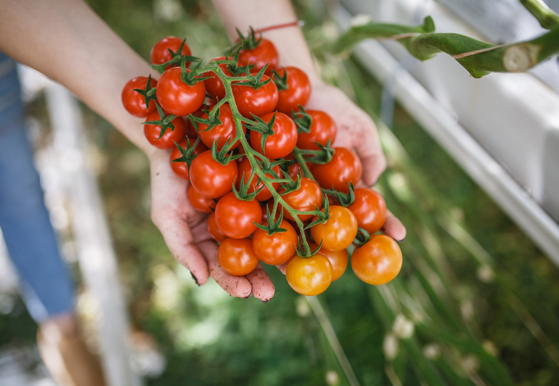 Prečo sú slovenské paradajky drahšie ako tie zahraničné?