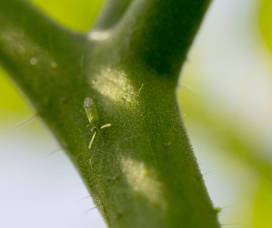 biologická ochrana