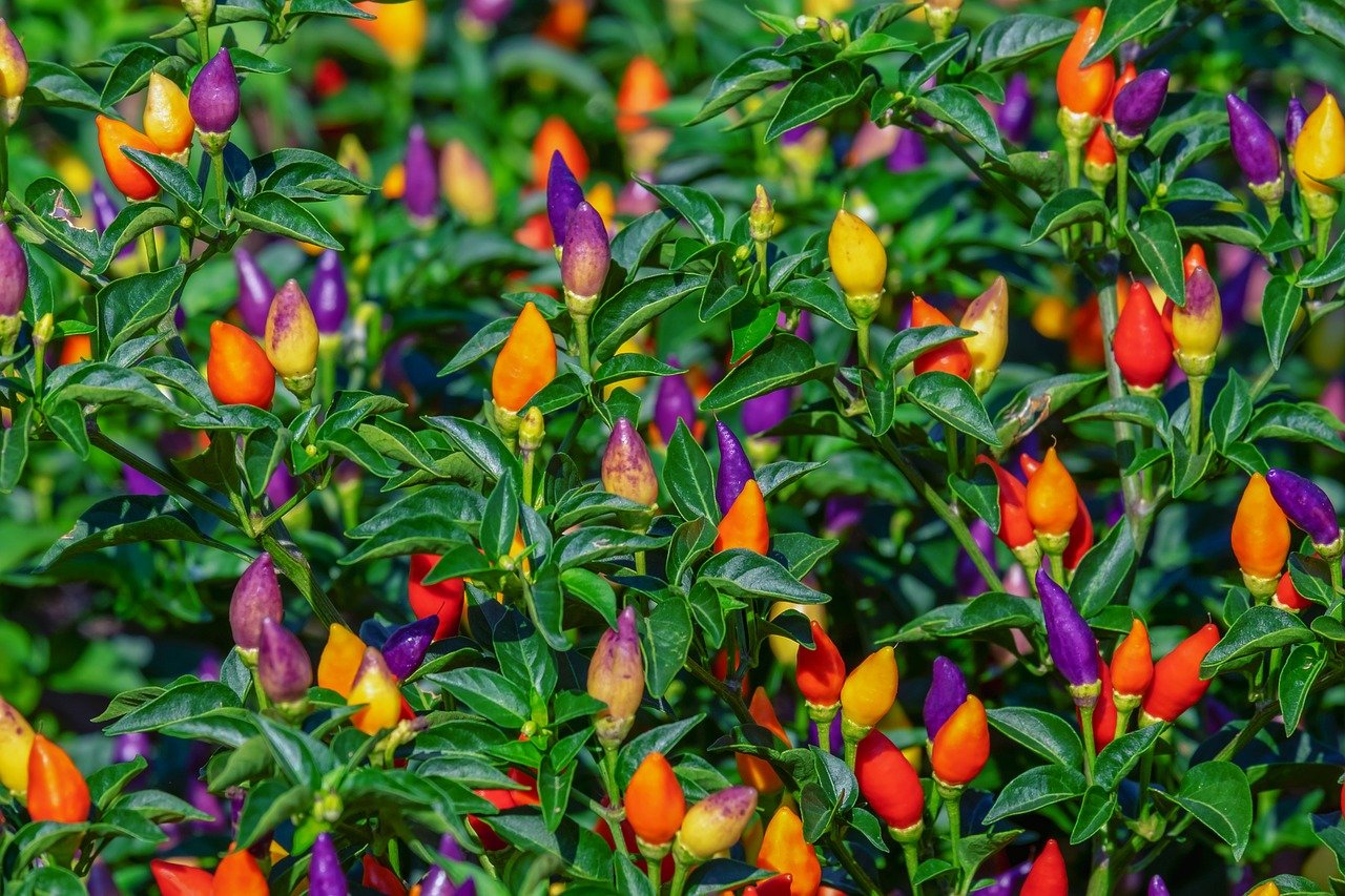 paprika v kvetináči